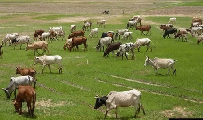 Benue Kicks as FG Creates Herdsmen Settlements in 12 States